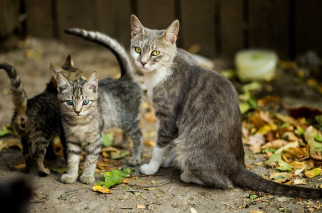 Alasan Warga Jepang Dilarang Dekat Kucing Liar